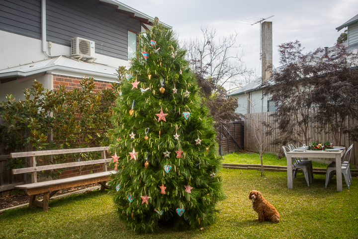 Melbourne Christmas Trees | home goods store | 26 Liddiard St, Hawthorn VIC 3122, Australia | 0475693910 OR +61 475 693 910