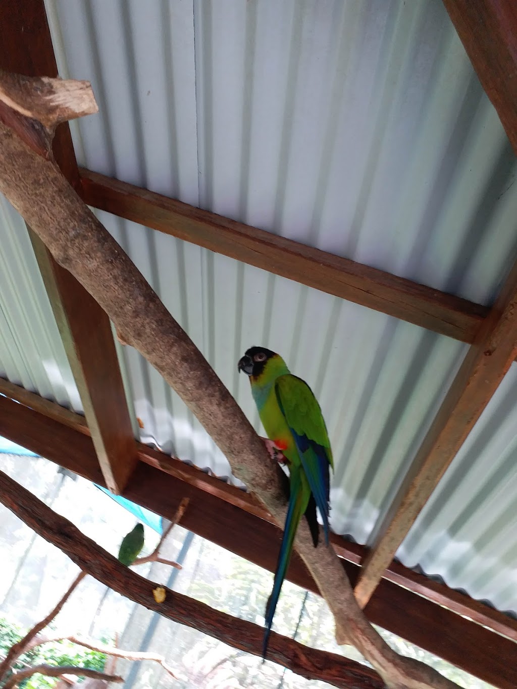 Birdworld Kuranda | park | 8 Rob Veivers Dr, Kuranda QLD 4881, Australia | 0740939188 OR +61 7 4093 9188