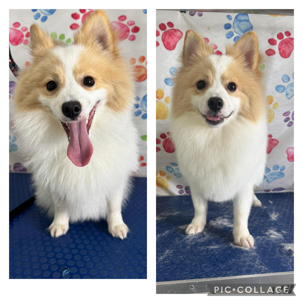 Petloft dog grooming | Lady Ardee Cct, Stockleigh QLD 4280, Australia | Phone: 0479 050 018 Petloft dog grooming | Lady Ardee Cct, Stockleigh QLD 4280, Australia | Phone: 0479 050 018