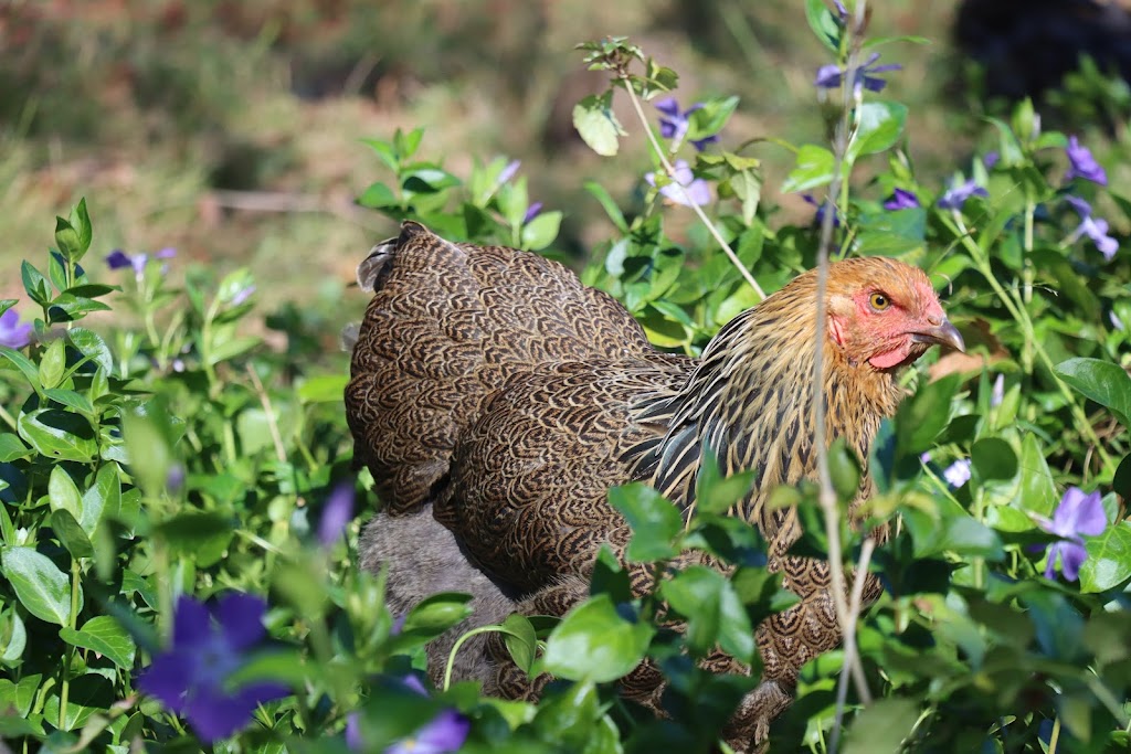 Purebred Chickens | 585 Pheasants Nest Rd, Pheasants Nest NSW 2574, Australia | Phone: 0493 035 656