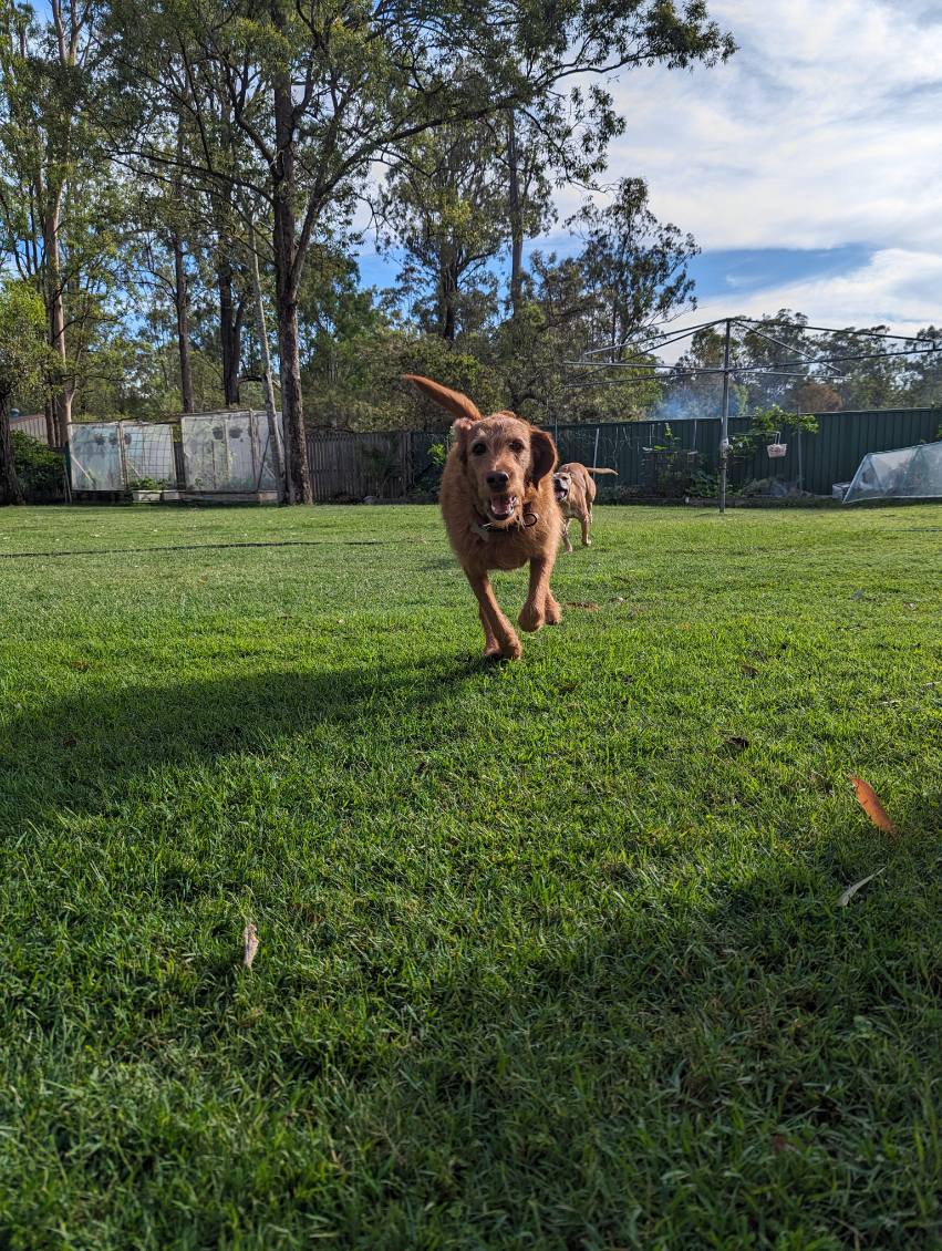 First Class Pet Services | Bushman Dr, Flagstone QLD 4280, Australia | Phone: 1800 738 748