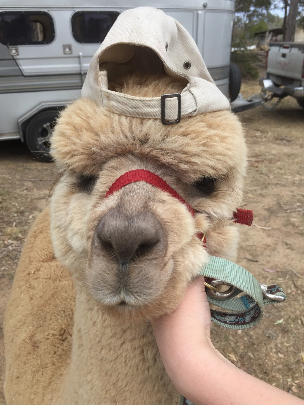 Storybook Alpacas | store | 7 Olive Ln, Bargo NSW 2574, Australia | 0407407763 OR +61 407 407 763