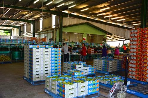 Blue Sky Produce | 289 Springs Rd, Paddys Green QLD 4880, Australia | Phone: (07) 4093 2456