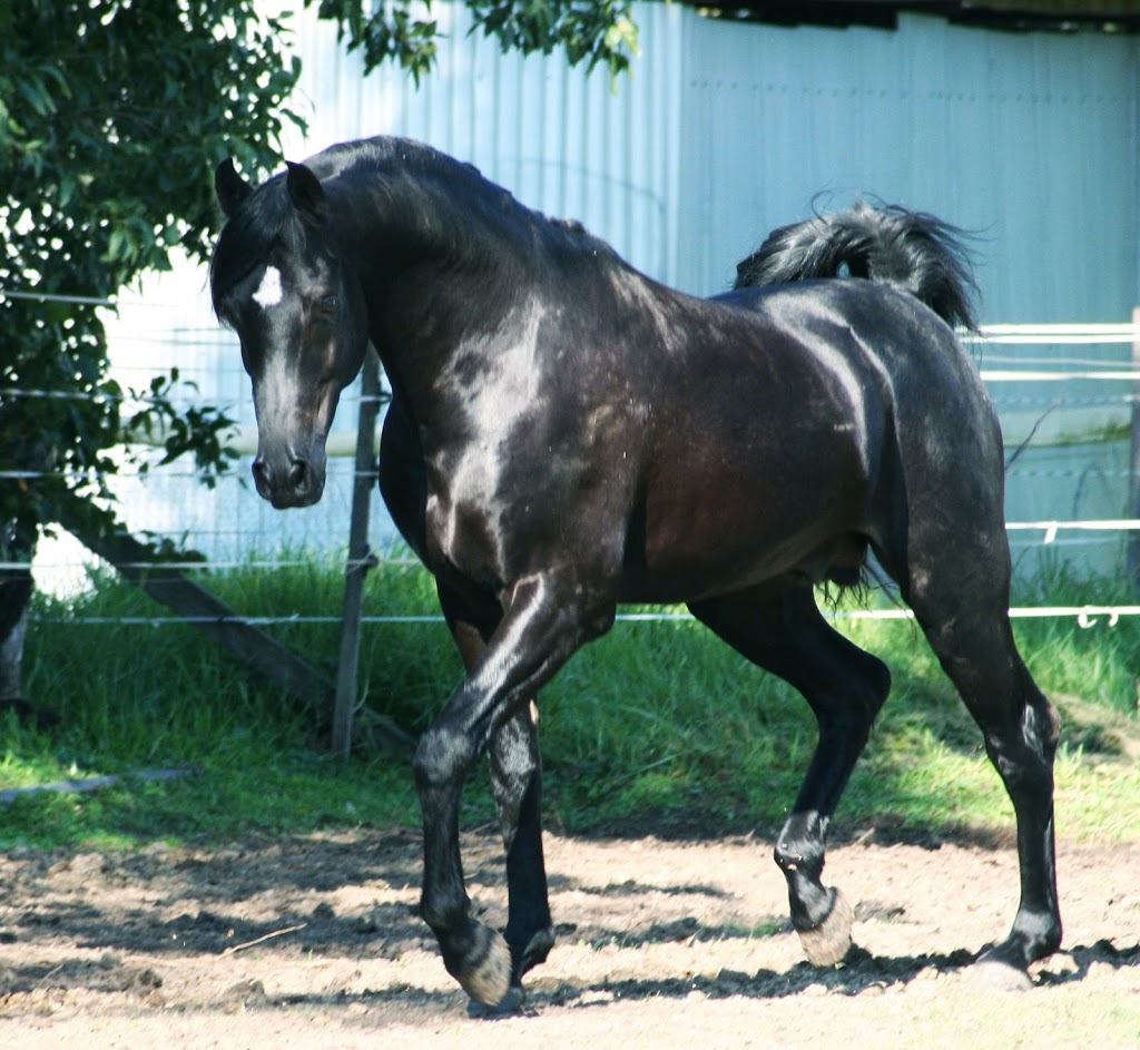 Shardell Arabian Stud |  | Hirstglen QLD 4359, Australia | 0498072498 OR +61 498 072 498