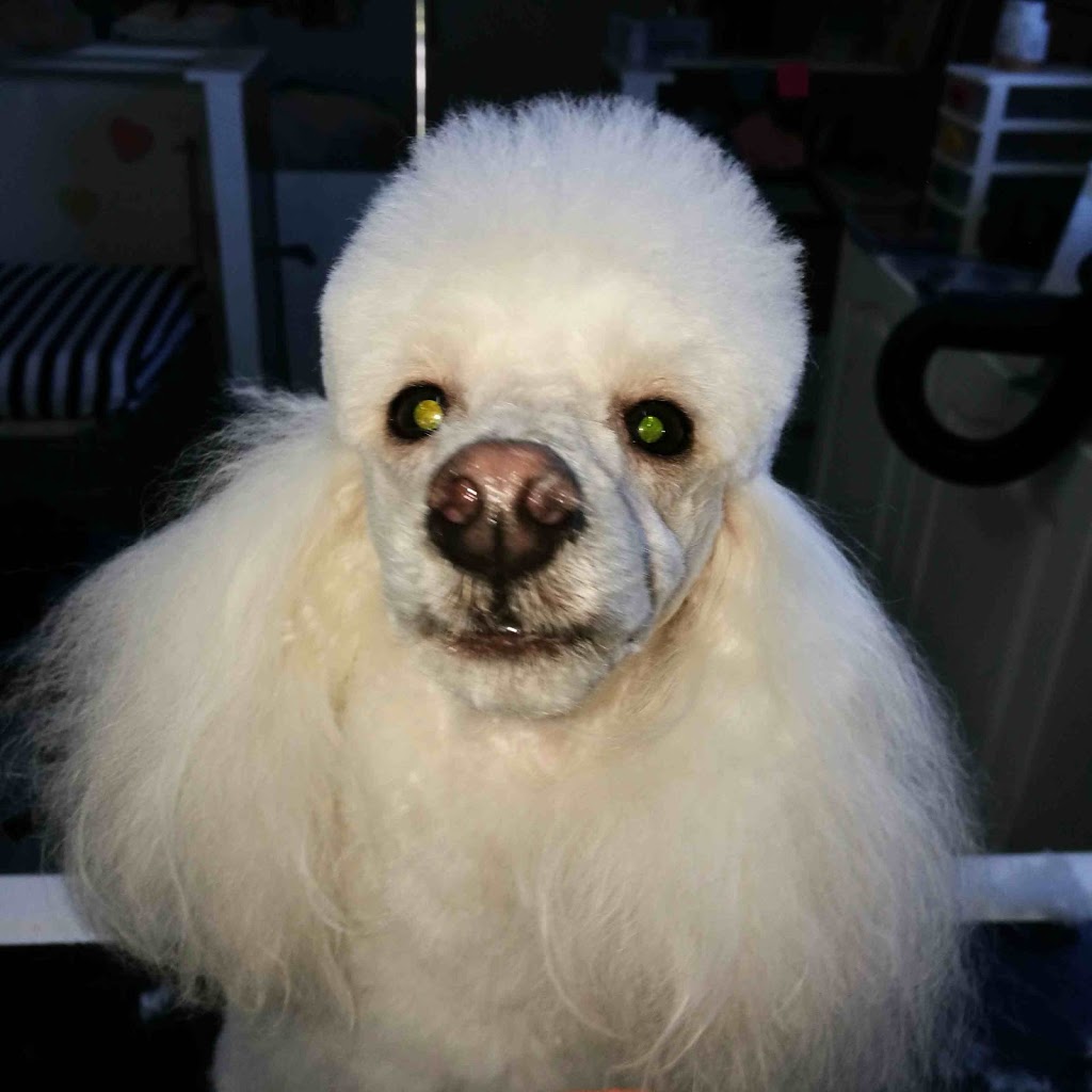 Claires Dog Grooming | 62 Jasper Rd, Baulkham Hills NSW 2153, Australia | Phone: 0406 598 505