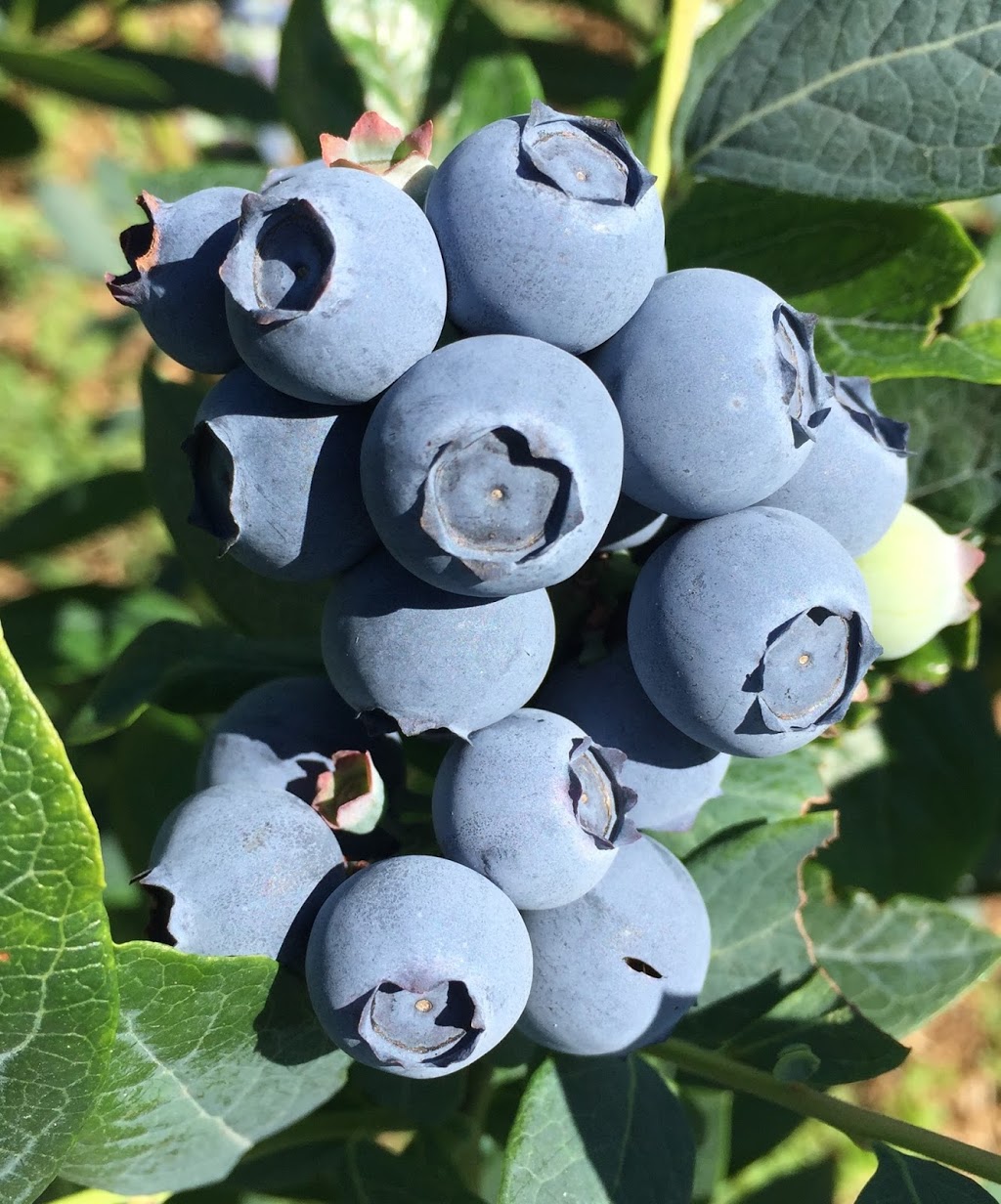 Hampton Blue Organic Blueberries | 83 Keys Rd, Hampton QLD 4352, Australia | Phone: 0407 968 069