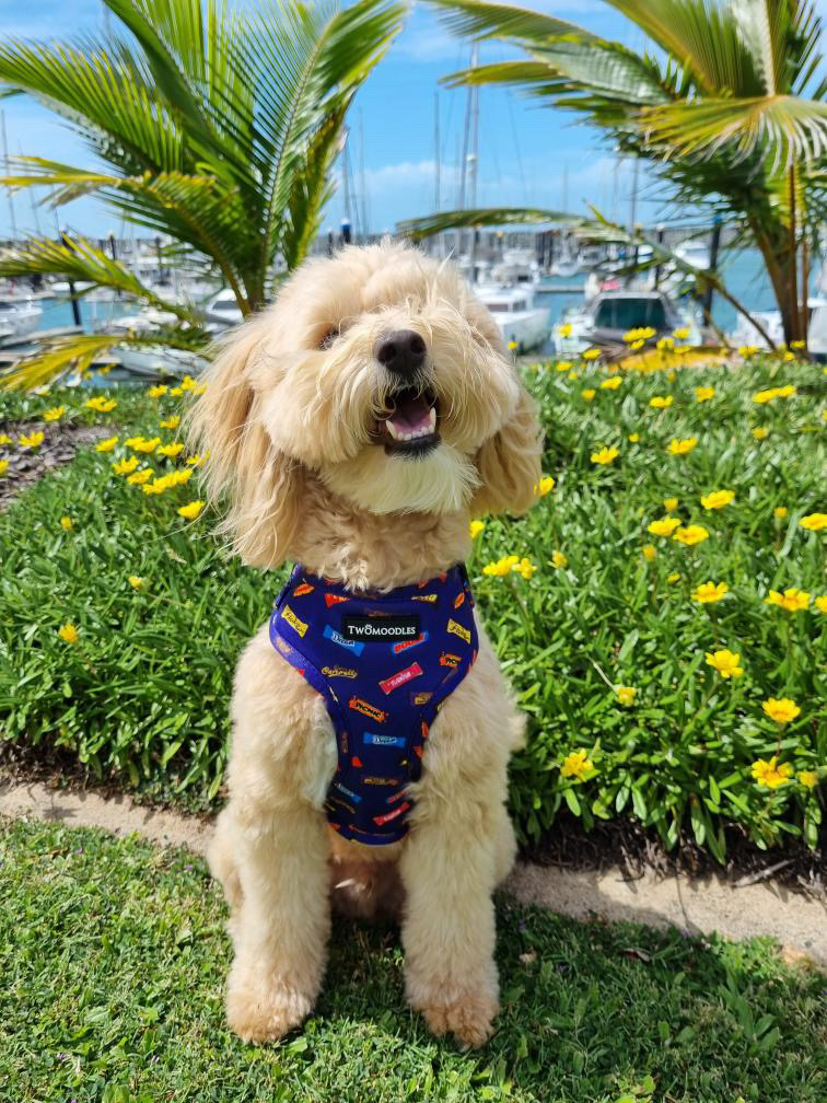 Twomoodles | 32 Currawong St, Deebing Heights QLD 4306, Australia | Phone: 0417 751 714