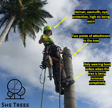 She Trees Pty Ltd | 11 Mark Way, Mudgeeraba QLD 4213, Australia | Phone: 0490 355 360