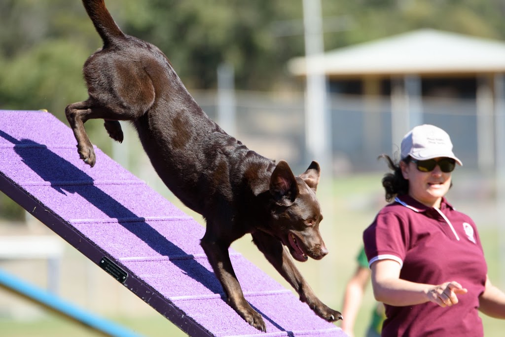 Agility Dog Club Of Queensland | 69 Church St, Tivoli QLD 4305, Australia | Phone: 0490 137 513