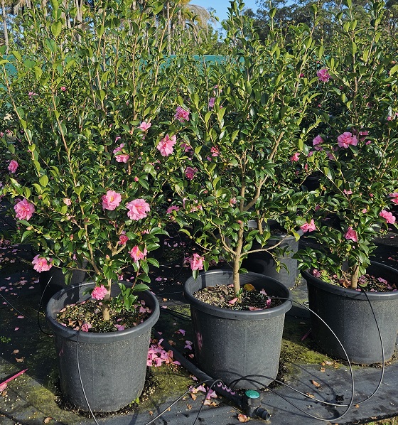 Flora Nursery | 73a Pitt Town Rd, Kenthurst NSW 2156, Australia | Phone: (02) 9654 9670