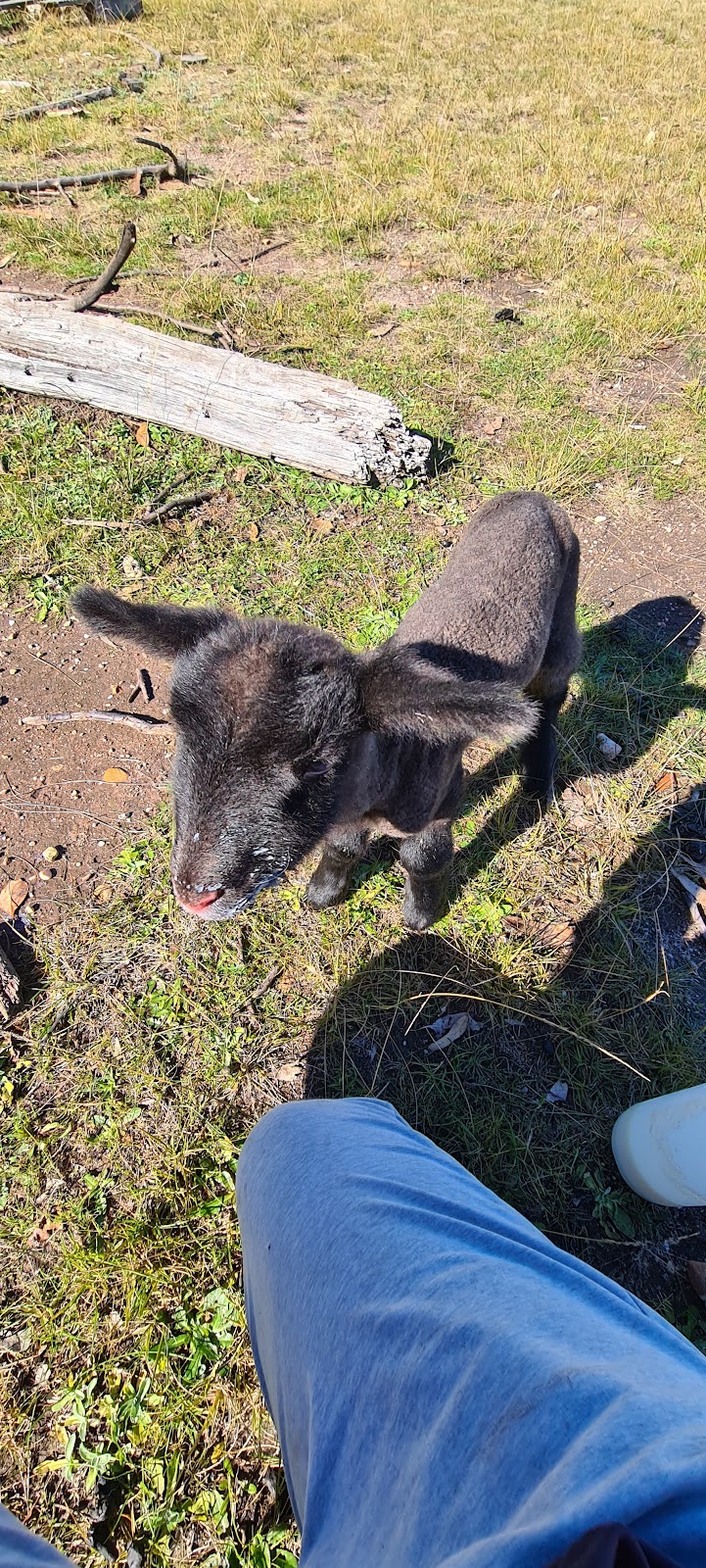 Coos and Ewes | 660 Princes Hwy, Nicholson VIC 3882, Australia | Phone: 0474 293 575