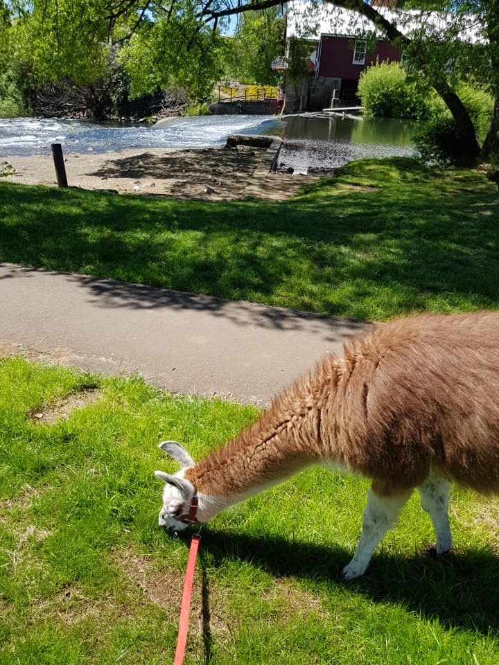 Llama Farma | zoo | 140 Christmas Hills Rd, Elizabeth Town TAS 7304, Australia | 0456081943 OR +61 456 081 943