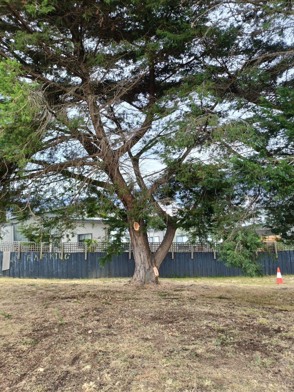 ASAP Arborist | 299 Millvale Rd, Dromedary TAS 7030, Australia | Phone: 0430 682 039
