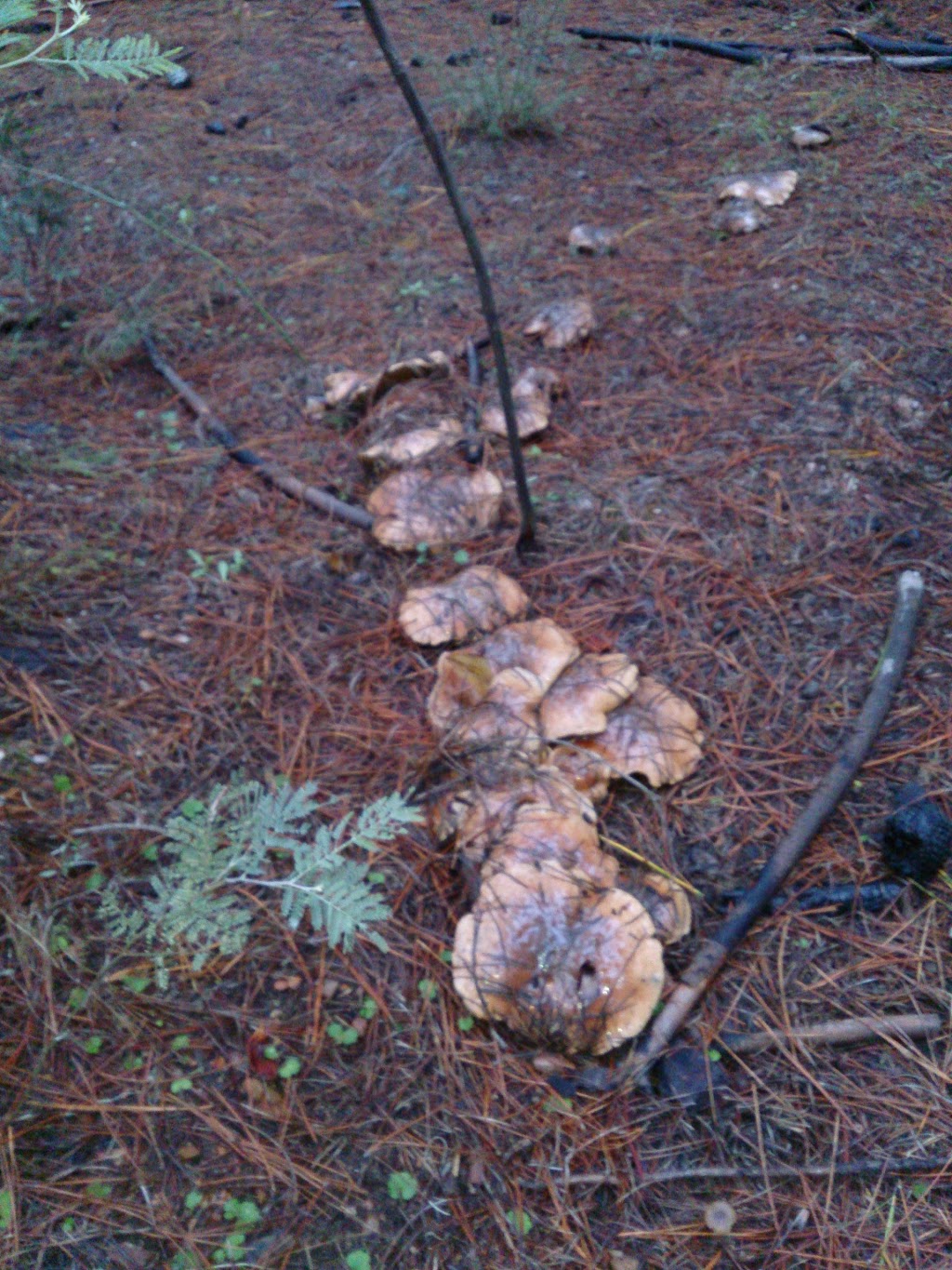 Kowen Pine Forest | park | Kowen ACT 2620, Australia