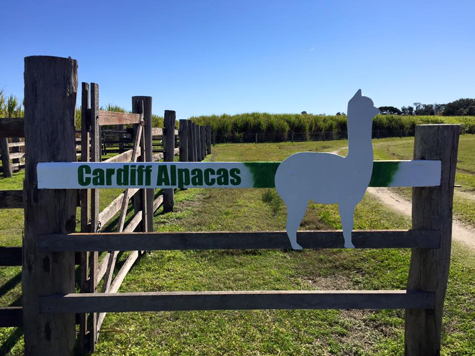 Cardiff Alpacas | 165 Nicholsons Ln, Harwood NSW 2465, Australia | Phone: (02) 6646 4377