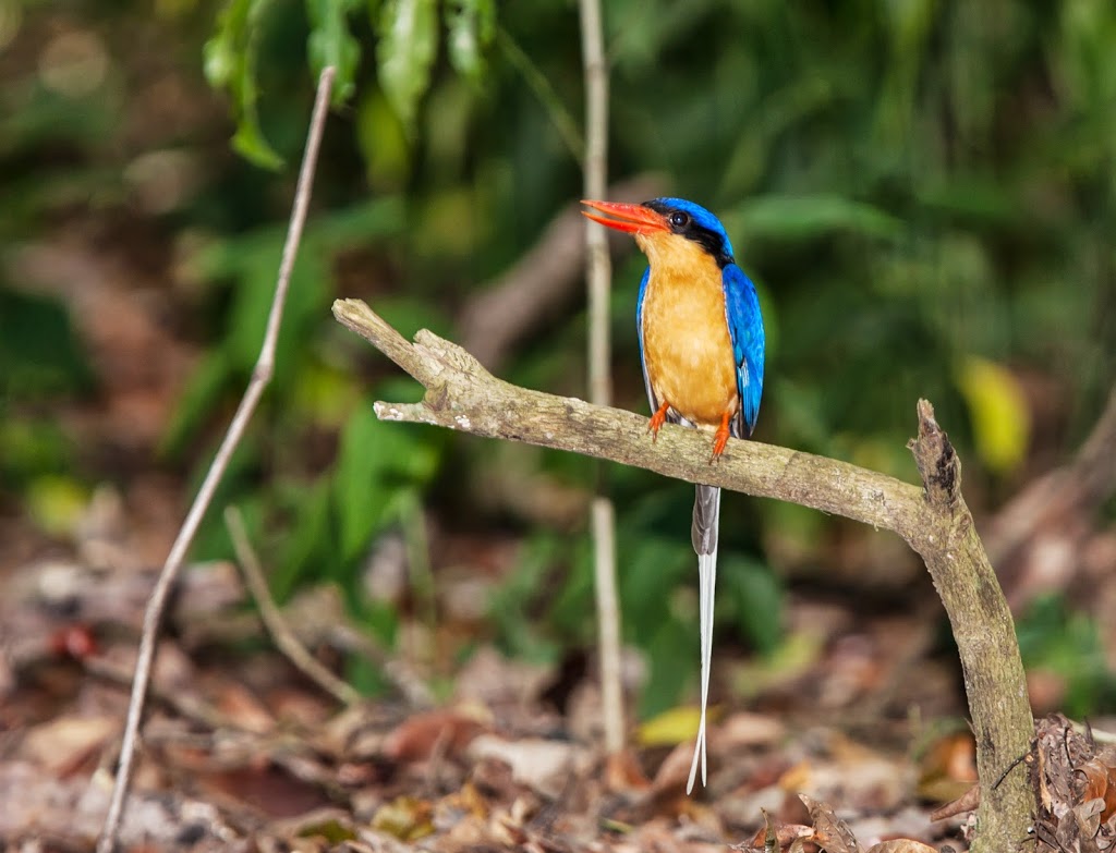 Kingfisher Park Birdwatchers Lodge | campground | RN6 Mount Kooyong Rd, Julatten QLD 4871, Australia | 0740941263 OR +61 7 4094 1263