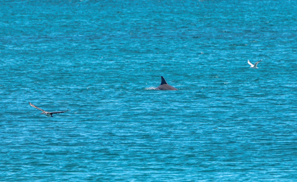 Dolphin Viewing Location Dawesville WA 6211 | park | 12 Surf View, Dawesville WA 6211, Australia