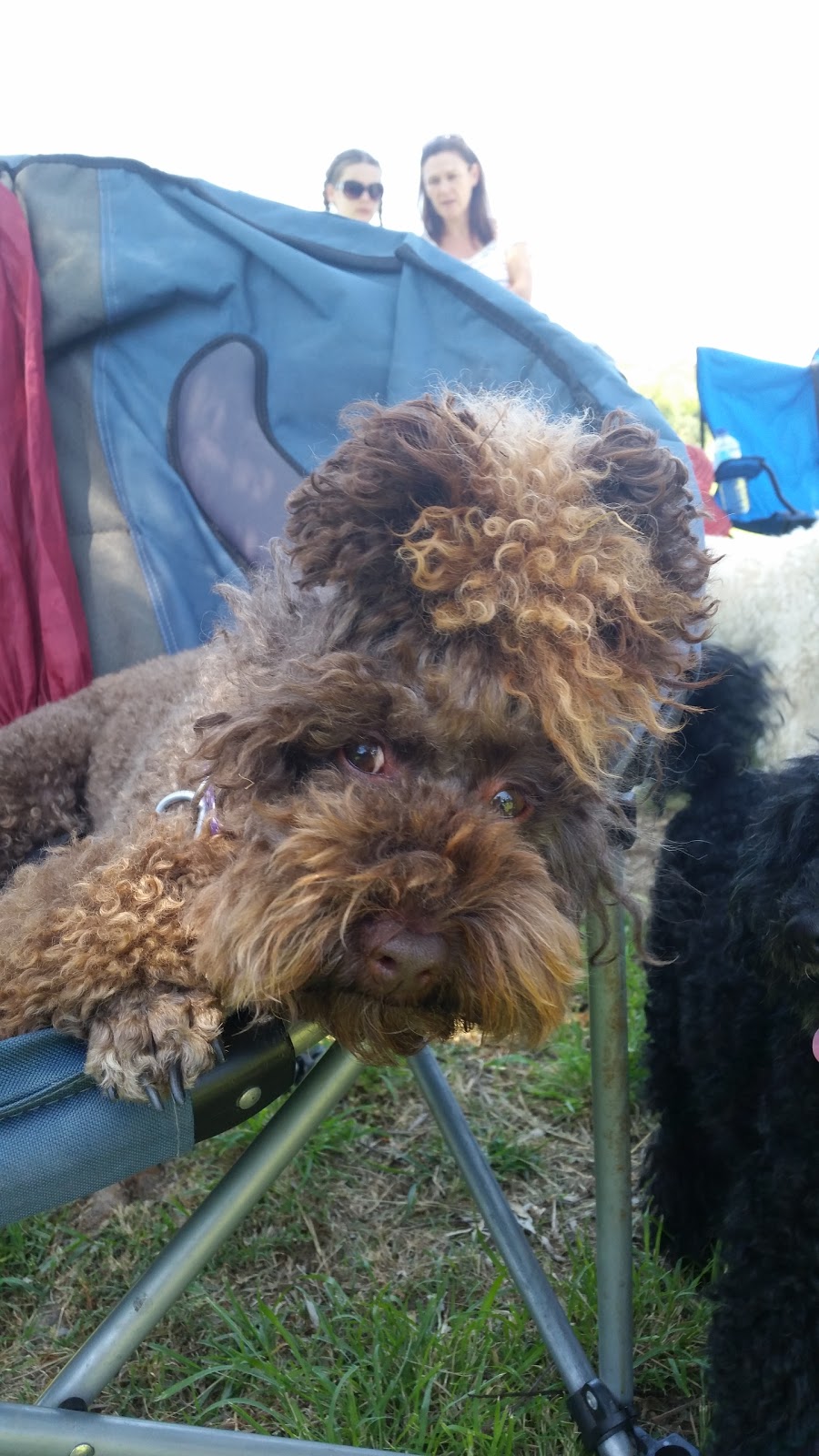 Hinterland Regional Fenced Agility Dog Park | Mudgeeraba QLD 4213, Australia