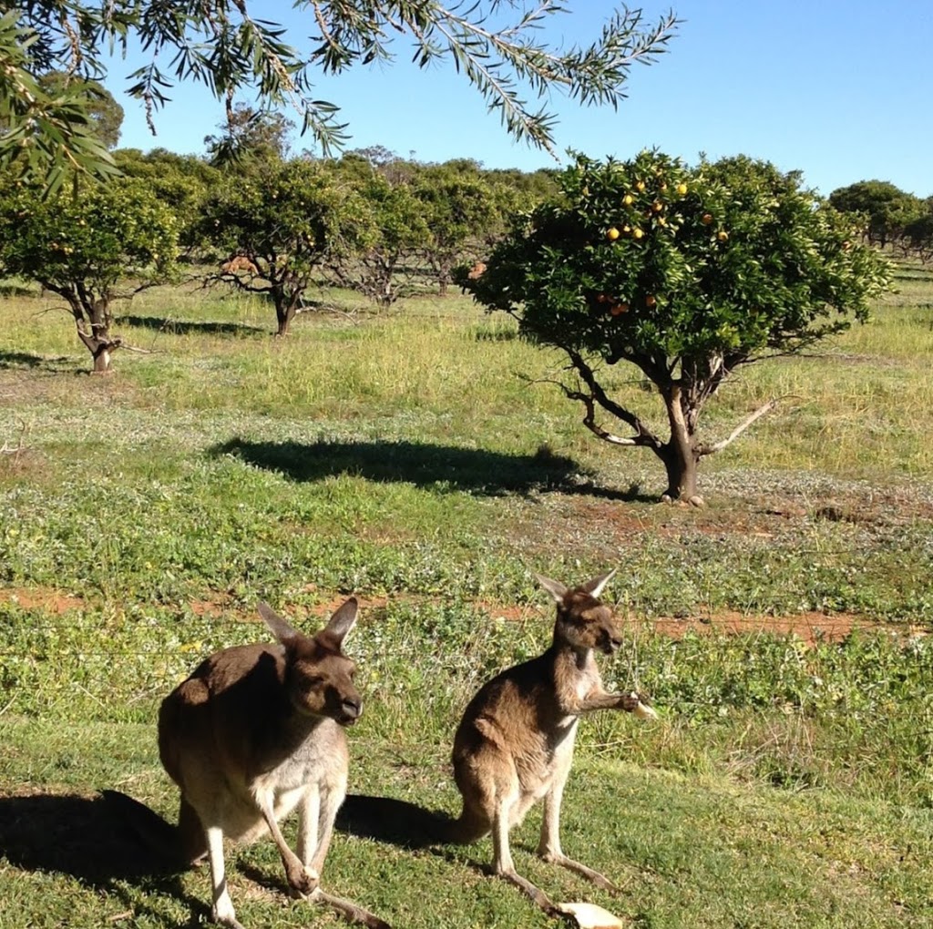 Bindoons Windmill Farm | 132 Kay Rd, Bindoon WA 6502, Australia | Phone: (08) 9576 1136