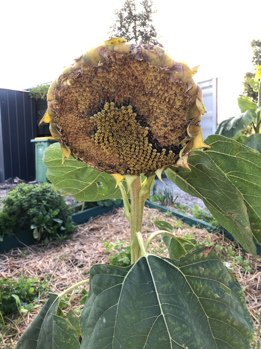 Braybrook Commons Community Garden | park | 107-139 Churchill Ave, Braybrook VIC 3019, Australia