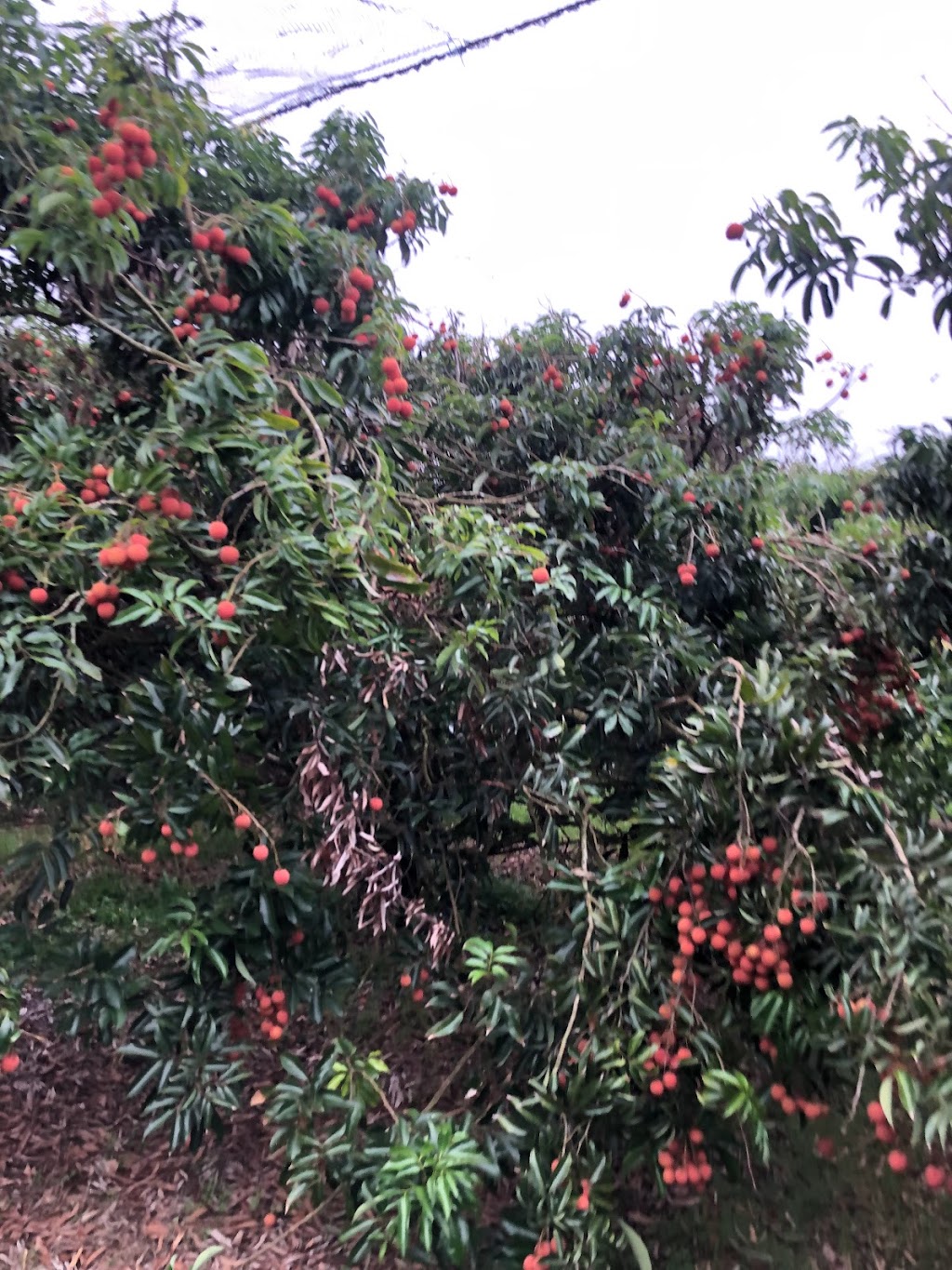 Lychee Farm | 169 S Boambee Rd, Boambee NSW 2450, Australia | Phone: (02) 6653 1931