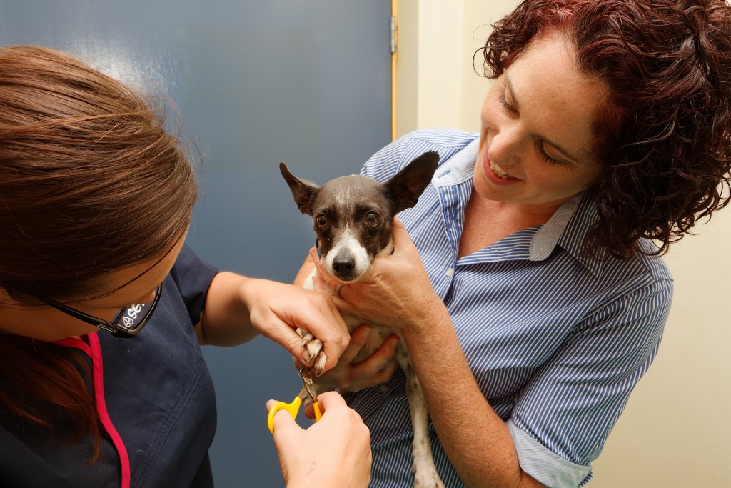Lismore Central Veterinary Hospital | veterinary care | 82 Conway St, Lismore NSW 2480, Australia | 0266220044 OR +61 2 6622 0044