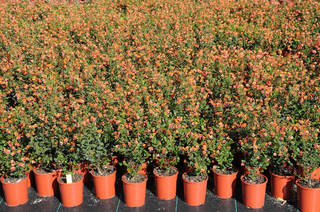 Plantrite Wholesale Native Nursery |  | 150 Bingham Rd, Bullsbrook WA 6084, Australia | 0895713055 OR +61 8 9571 3055