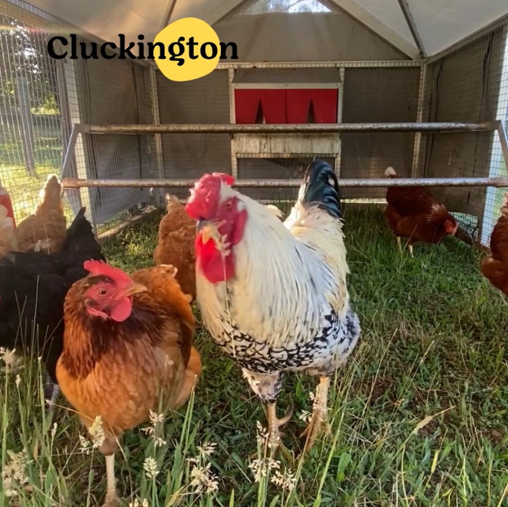 Cluckington | 396 Tschampions Rd, Macclesfield VIC 3782, Australia | Phone: 0414 868 655