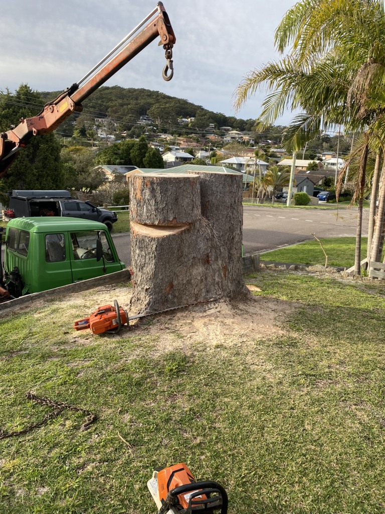 Daly Tree Contracting | 5 Jessie Rd, Anna Bay NSW 2316, Australia | Phone: 0482 476 534