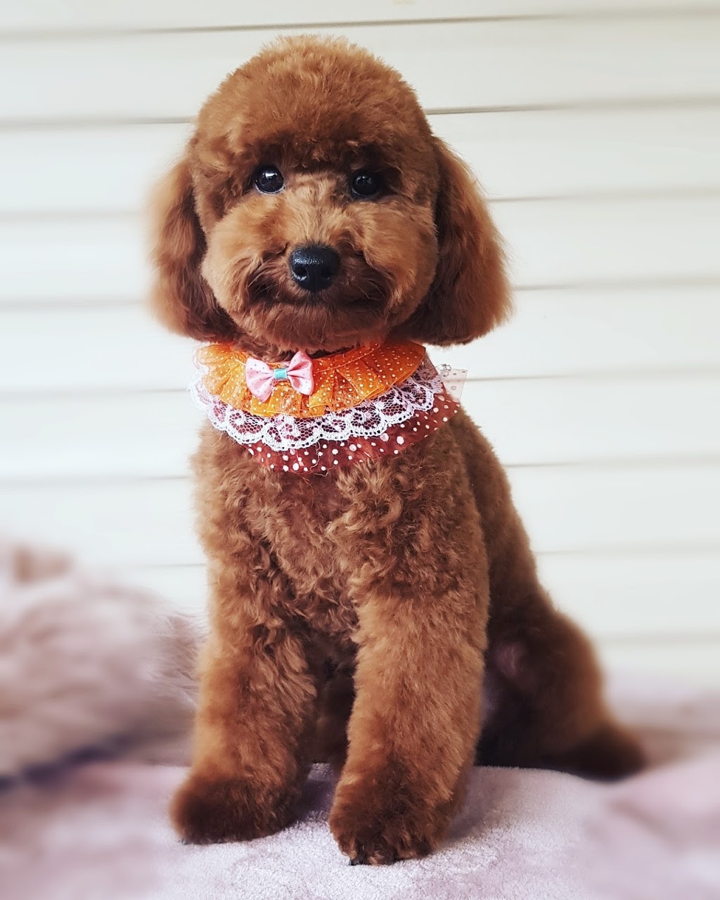 Danielles Dog Grooming | 20 Cambridge Cct, Yarrabilba QLD 4207, Australia | Phone: 0451 456 987