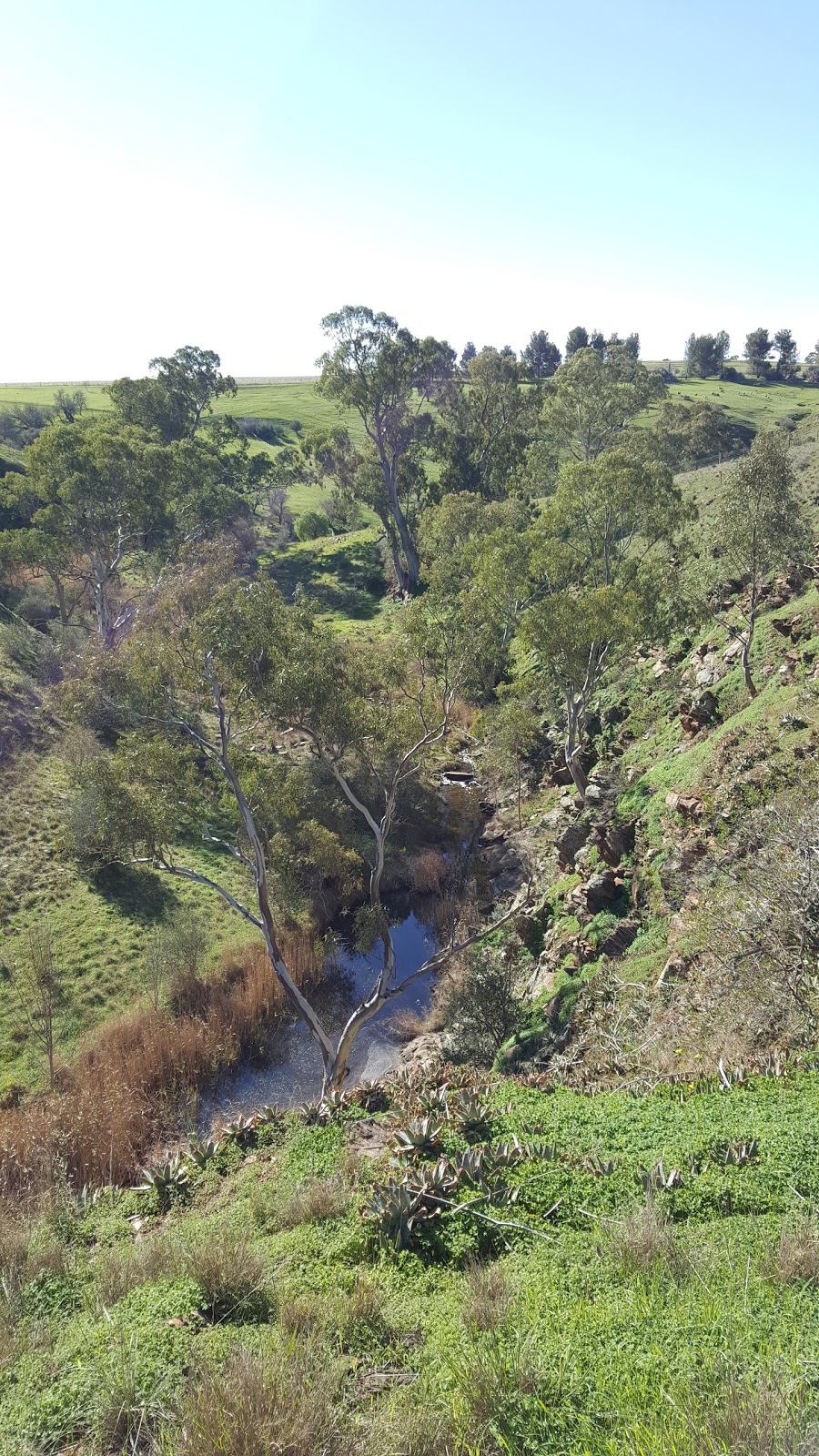 Riverside Farm | 197 Barritt Rd, Lyndoch SA 5351, Australia | Phone: 0420 969 819