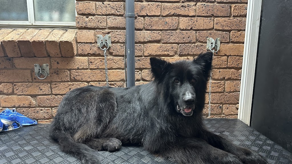 AT HOME DOG SPA | 36 Cambalan St, Bargo NSW 2574, Australia | Phone: 0418 432 683