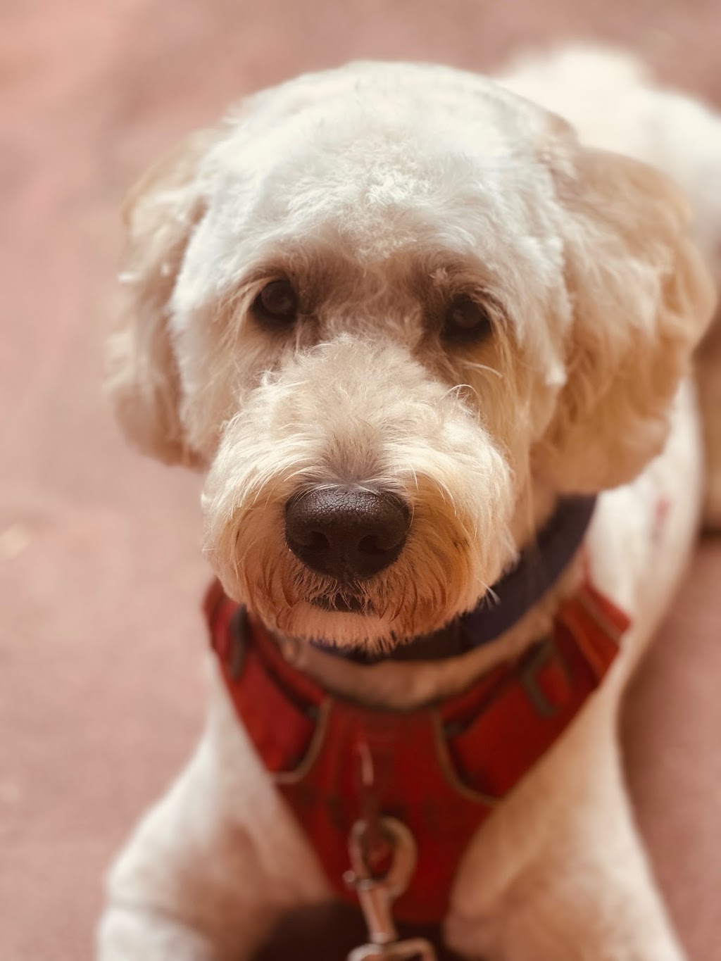 Scrub A Dub Dogs | 7 Meehan Pl, Moss Vale NSW 2577, Australia | Phone: 0435 485 238