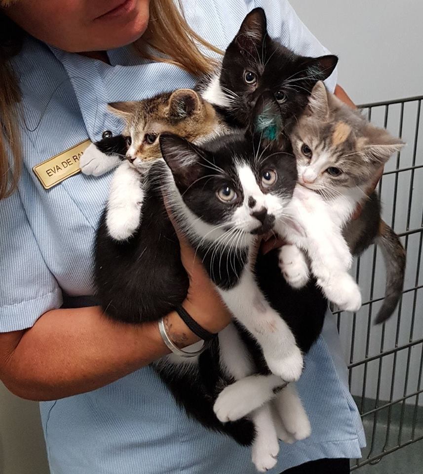 Elgar Road Veterinary Hospital | 590 Elgar Rd, Box Hill North VIC 3129, Australia | Phone: (03) 9899 9518