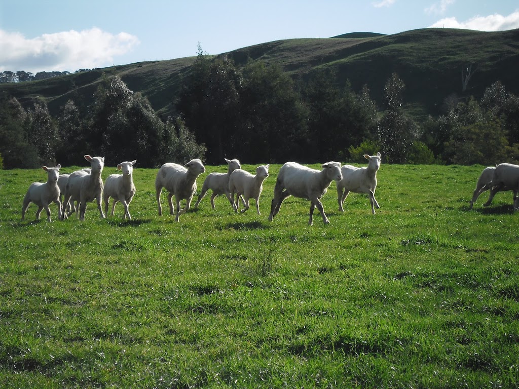 Moyarra Pastoral Company | 275 Andersons Inlet Rd, Moyarra VIC 3951, Australia | Phone: 0447 334 455