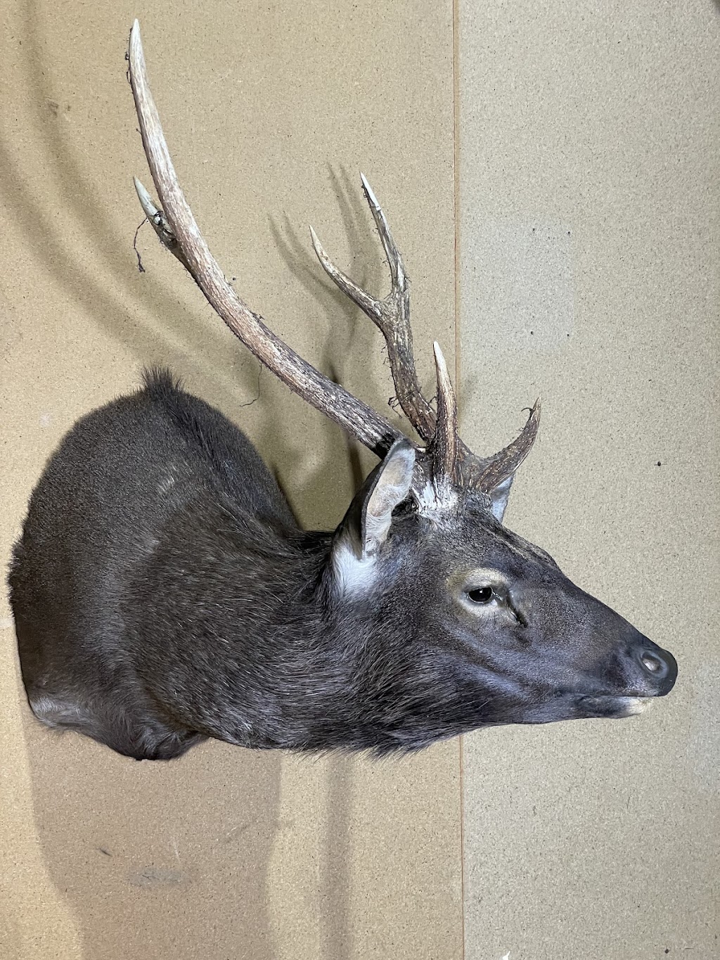 Murray valley Taxidermy | 1922 Burrowye Rd, Koetong VIC 3704, Australia | Phone: 0417 405 176