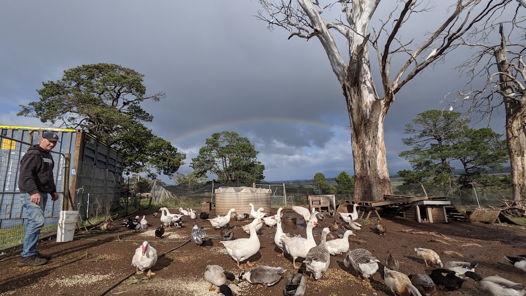 Big ears Animal Sanctuary | 31 Norwich Dr, Longford TAS 7301, Australia | Phone: 0488 094 210