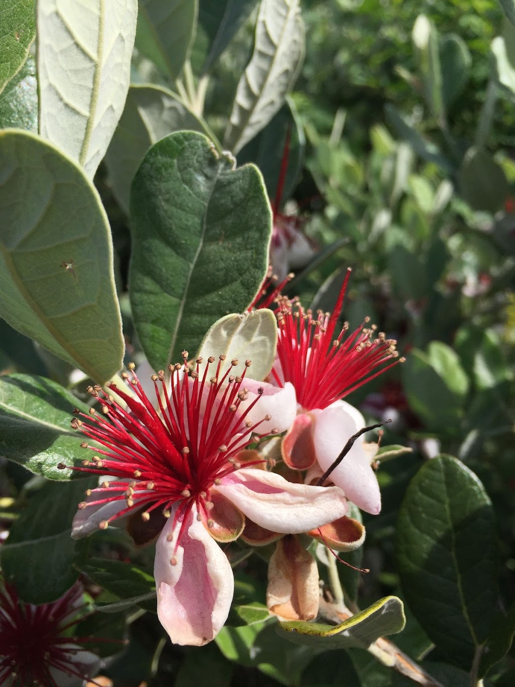 Golden Dawn Permaculture | 14a Hyde St, Fernmount NSW 2454, Australia | Phone: 0435 298 679