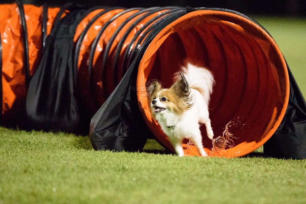 Agility Dog Club Of Queensland |  | 69 Church St, Tivoli QLD 4305, Australia | 0490137513 OR +61 490 137 513