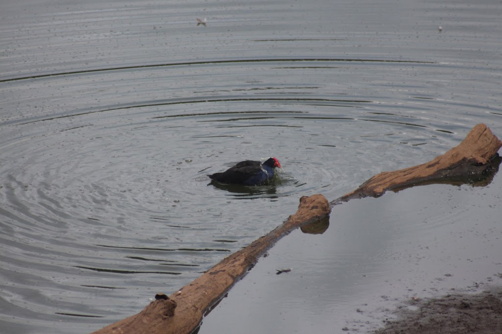 Hasties Swamp Bird Hide | park | 121 Koci Rd, Carrington QLD 4883, Australia | 0740914222 OR +61 7 4091 4222