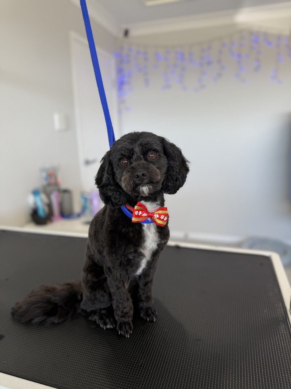 Bears Barking Lot | 24 Mahogany Dr, Plainland QLD 4341, Australia | Phone: 0458 898 973