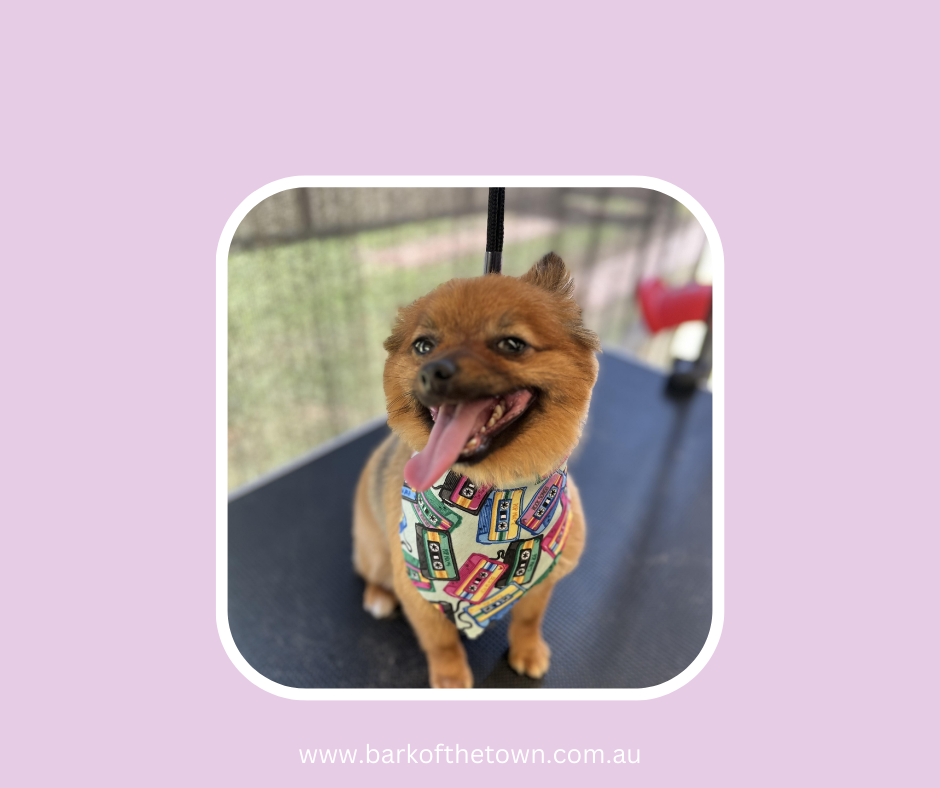 Bark of the Town | Northcote Ave, Paxton NSW 2325, Australia | Phone: 0482 569 711