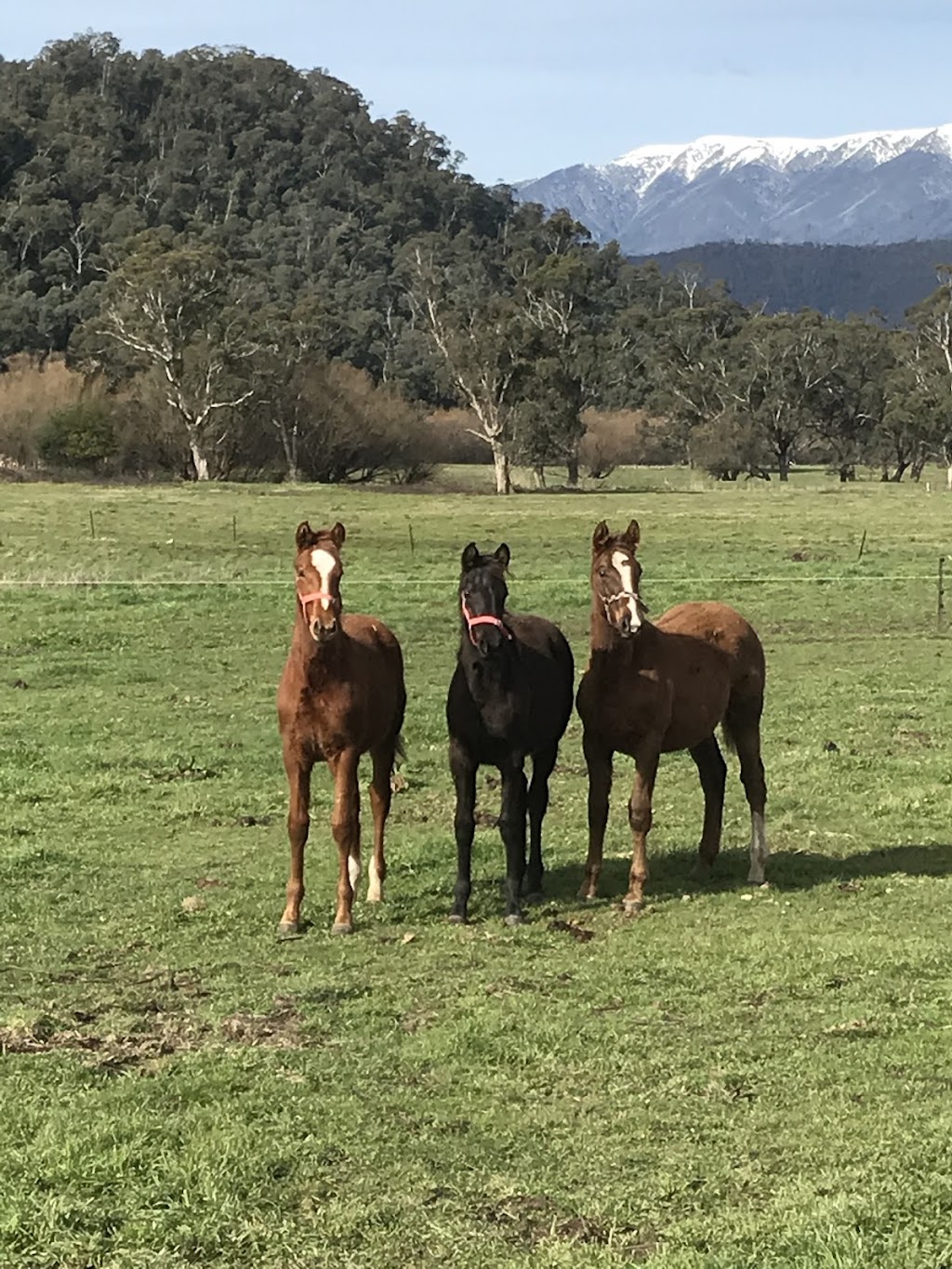 Kalimna Stud | 6827 Kiewa Valley Highway, Tawonga VIC 3697, Australia | Phone: 0409 278 733