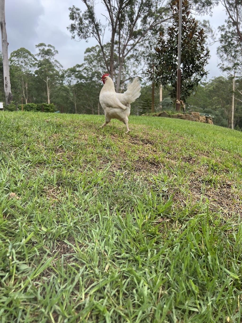 Jila free range | 152 Mountain Ave, Yarramundi NSW 2753, Australia | Phone: 0418 738 784