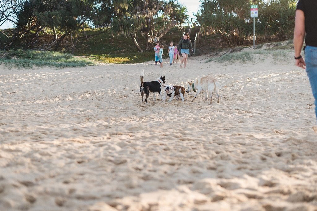 Dog Off-Leash Area 210-217 | 66/67 Pacific Blvd, Buddina QLD 4575, Australia