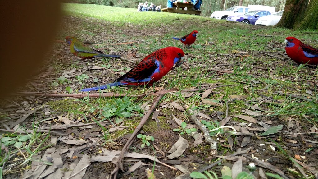 Tarra Bulga Visitor Centre | 1885 Grand Ridge Rd, Balook VIC 3971, Australia | Phone: 13 19 63