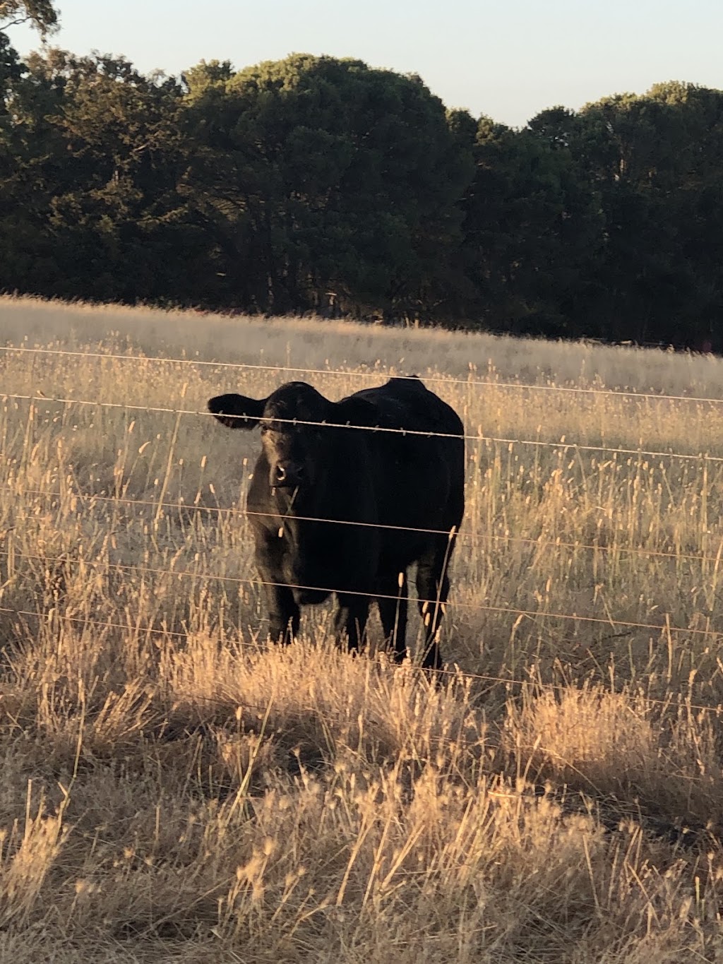 Tooloomba Angus | 72 Laubes Rd, Springton SA 5235, Australia | Phone: 0467 581 063