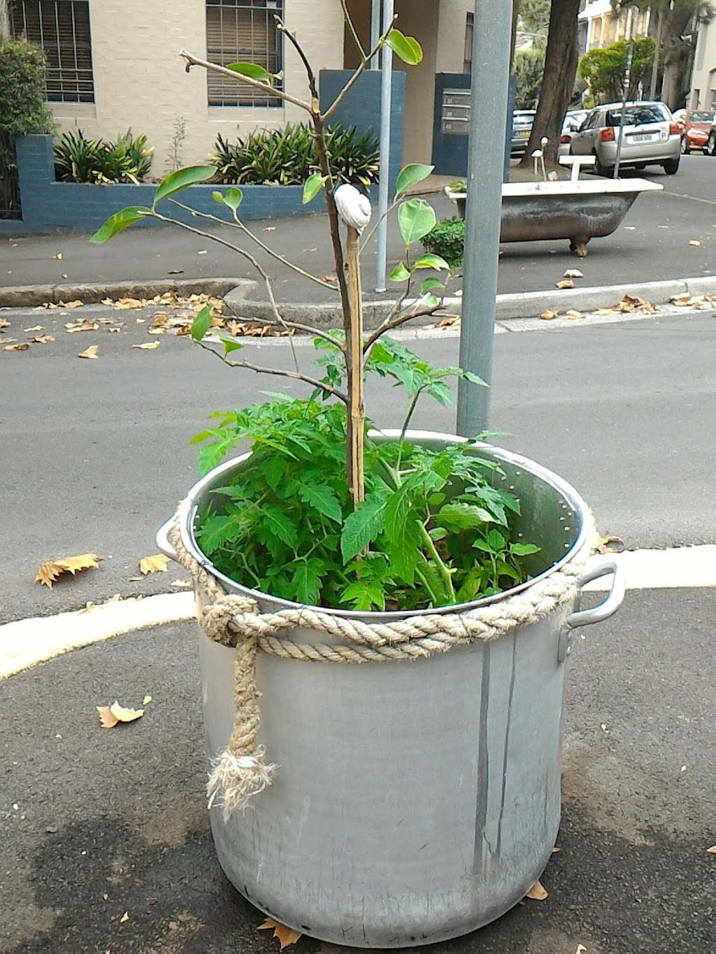 Ross Street Community Garden | Glebe NSW 2037, Australia | Phone: (02) 9265 9333