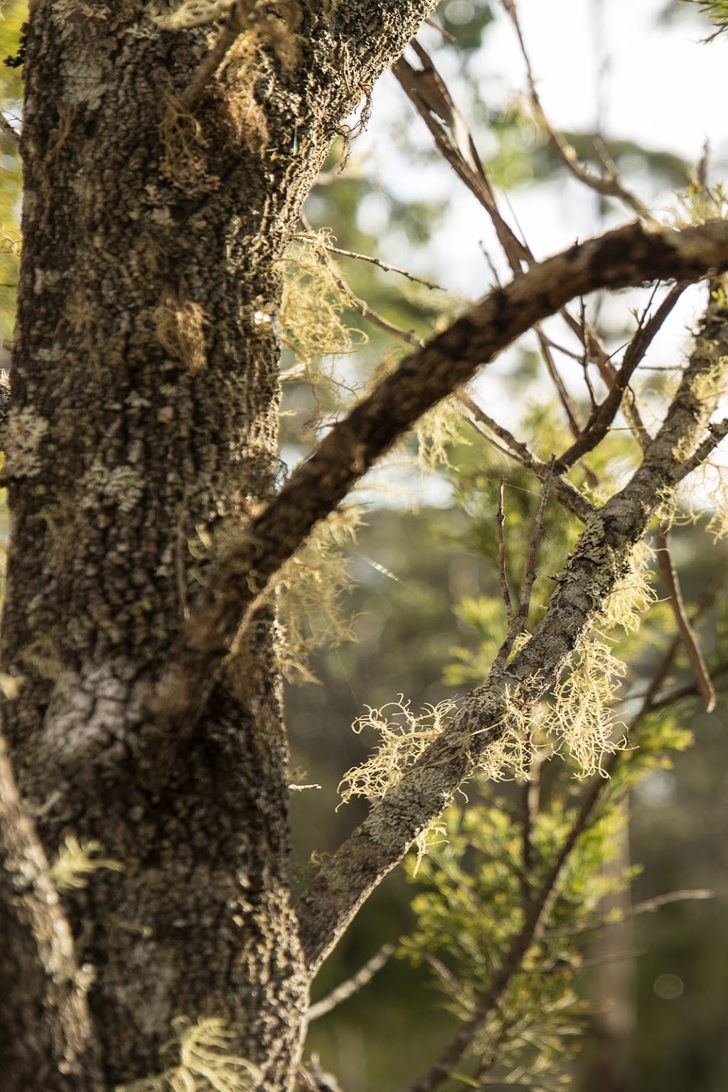 Bruny Island Bushwalking & Nature Tour | 7 Station Ln, Sorell TAS 7172, Australia | Phone: (03) 6144 3045