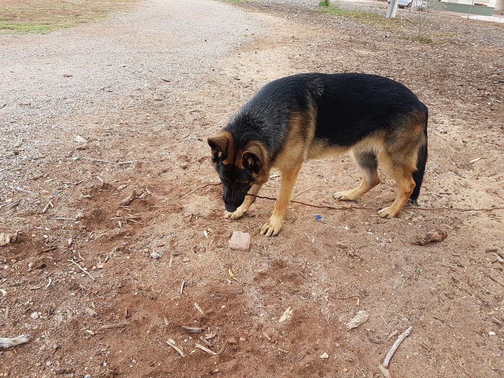 Whyalla Dog Park | park | 40 Searle St, Whyalla Norrie SA 5608, Australia